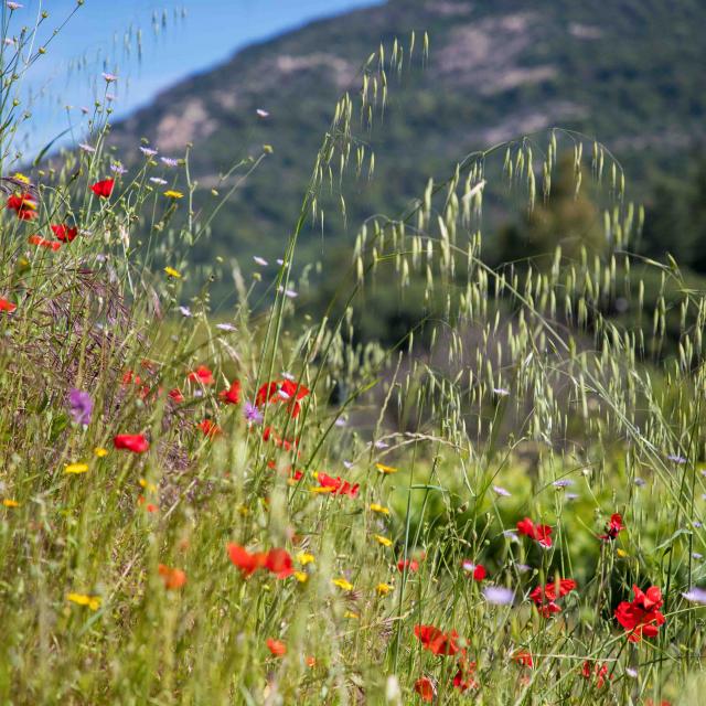 Massif Des Maures Grimaud Var Provence (10)