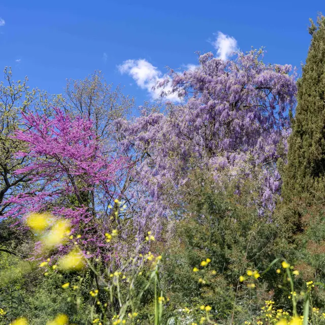 Glycines et arbre de Judée habillent le printemps grimaudois.