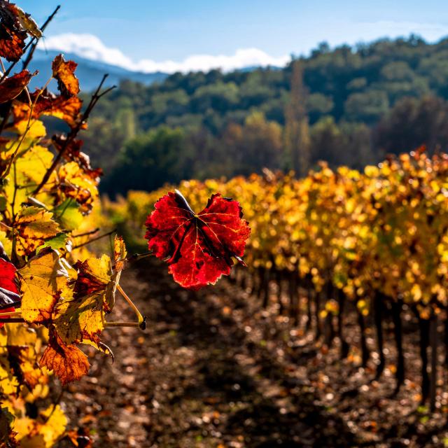 Automne Grimaud Var Provence (27)