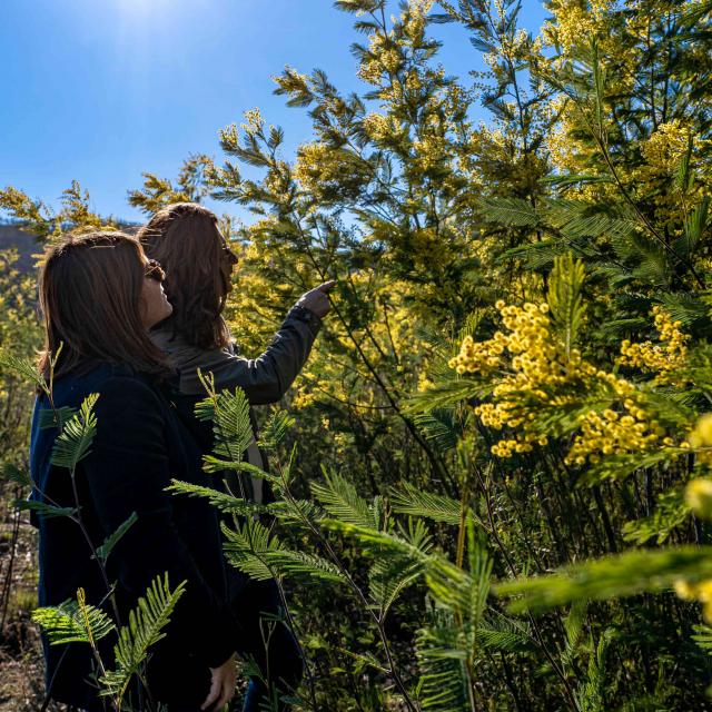 Mimosa Provence Grimaud Var (15)