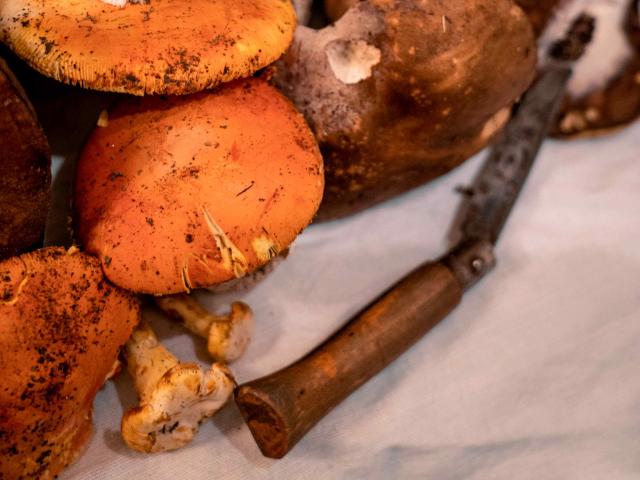 Cueillette Champignons Var Grimaud (3)