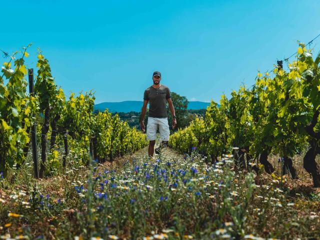 Vignoble Provence Grimaud Var 29