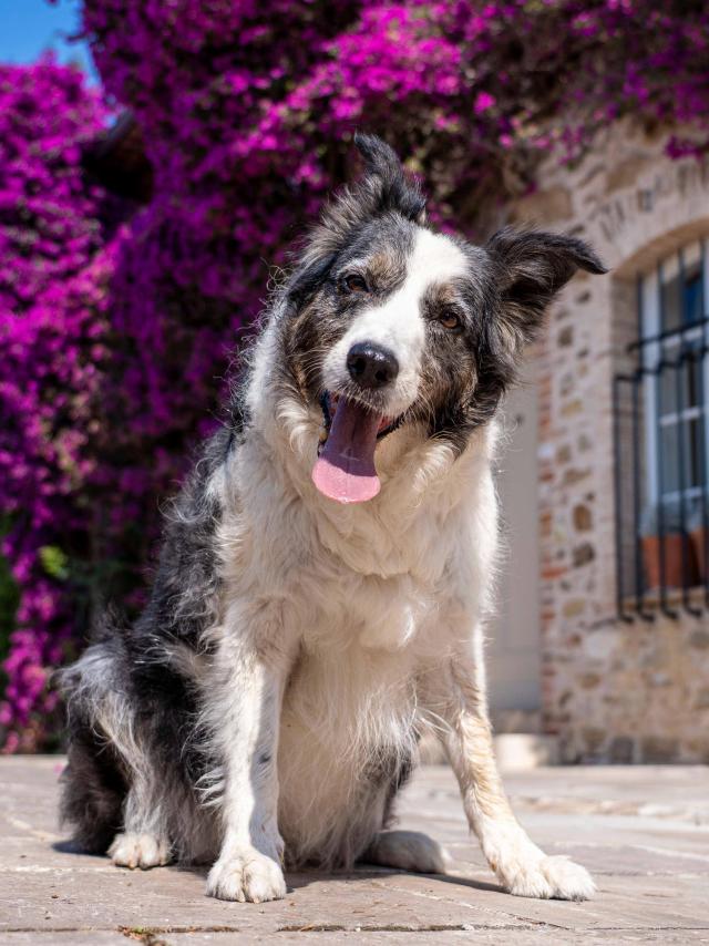 Voyager Avec Mon Chien Grimaud Golfe St Tropez