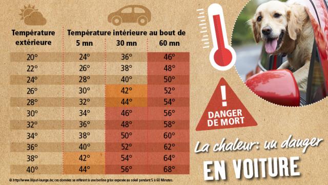 Temperatures En Voiture La Chaleur Est Mortelle Pour Le Chien
