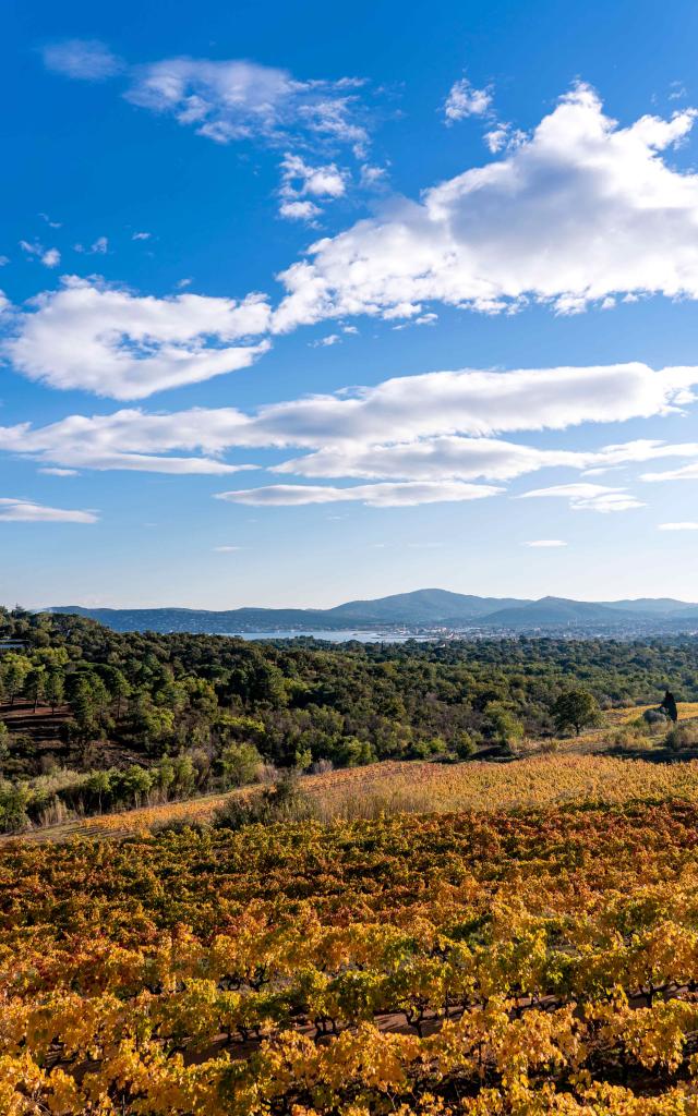 Vignoble Provence Grimaud Var 31
