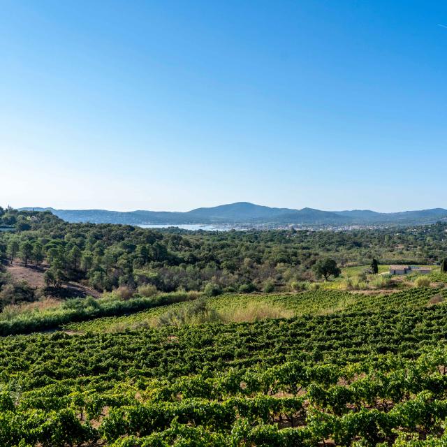 Vignoble Provence Grimaud Var 32