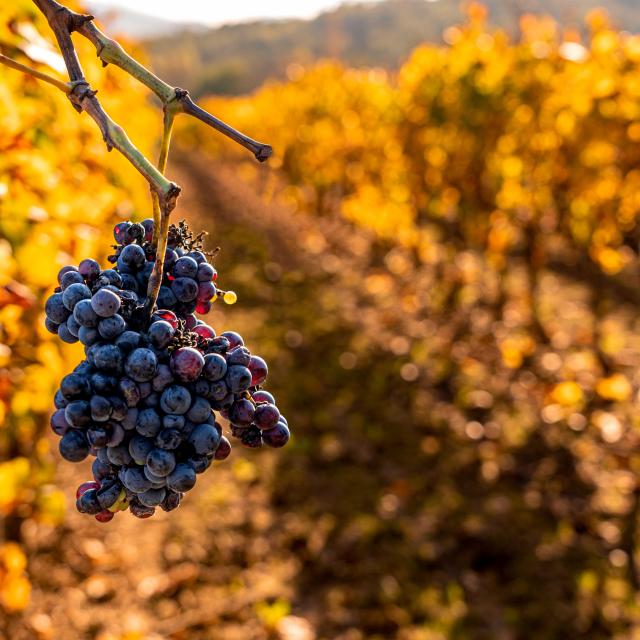 Vignoble Provence Grimaud Var 39