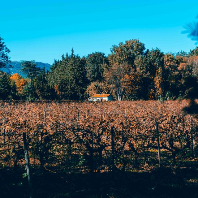 Vignoble Provence Grimaud Var 41