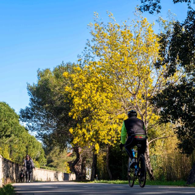 Mimosa Provence Grimaud Var 17