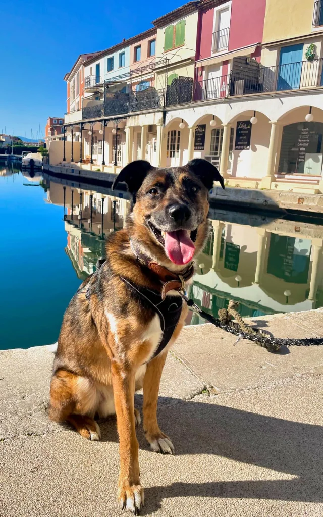 Chien souriant qui pose devant les canaux de Port Grimaud.