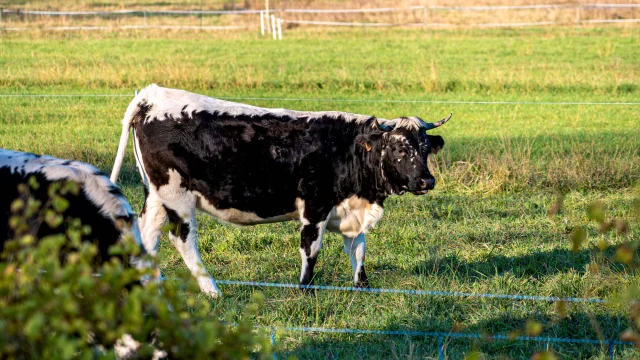 Massif Des Maures Grimaud Var Provence 47