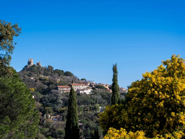 Mimosa Provence Grimaud Var 19