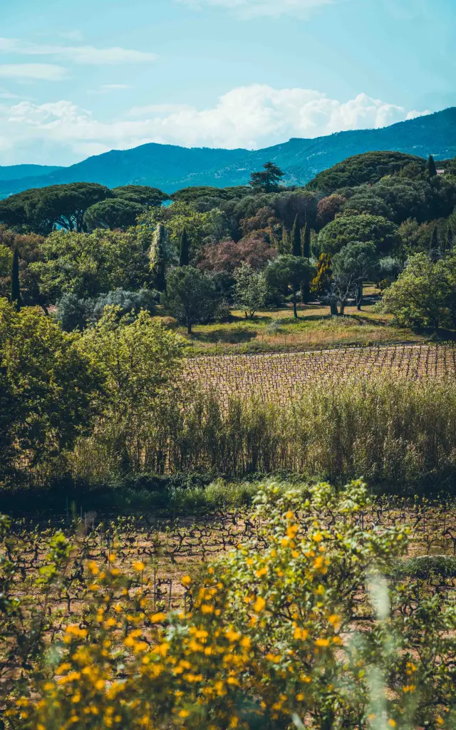Catellane Trail Grimaud 2