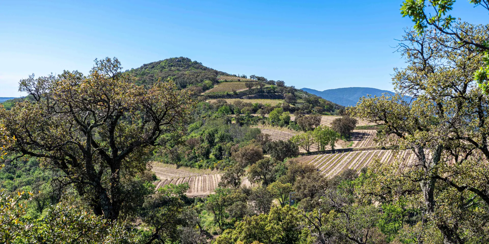 Massif Des Maures Grimaud Var Provence 56